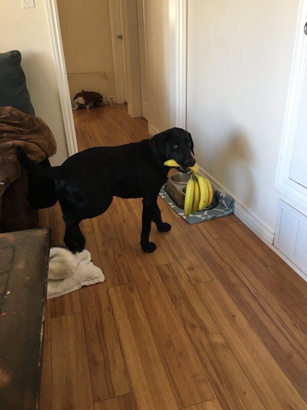genna1738's tweet photo. This dog is adorable omg https://t.co/650OZuo006
