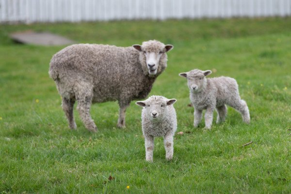 colonialwmsburg's tweet photo. SHEEP WEEK IS BACK!
The party's starting with our annual lamb-naming contest: https://t.co/CKYM8H6HiU #CWsheepweek https://t.co/u6IyVJ69za