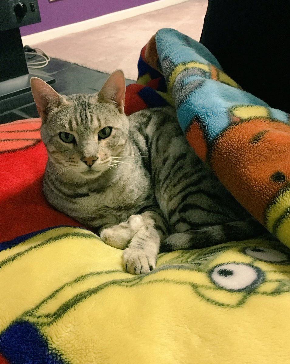 Danielle180sx's tweet photo. @myleftfang @OllieFangClub hope you have a good day love Niko xx #goodgirl https://t.co/FjftEaNiOJ