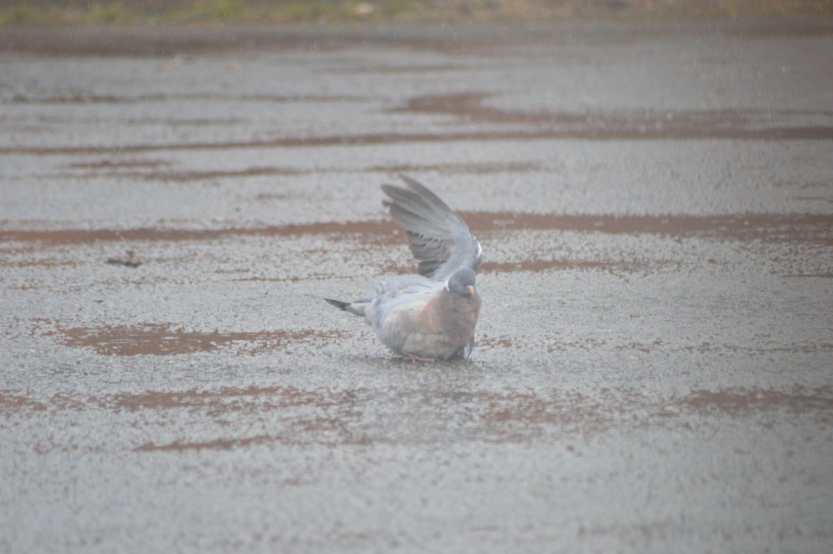 TheAlverValley's tweet photo. At least somebody is enjoying the weather - wood pigeon taking a shower https://t.co/pzM57vIigu