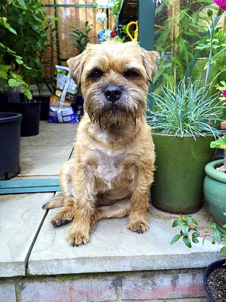 We’re very excited to be working with <a href="/RobsAllotment/">Rob Smith</a>, secretly we’re more excited to have met <a href="/winstonsplot/">Winston</a>!