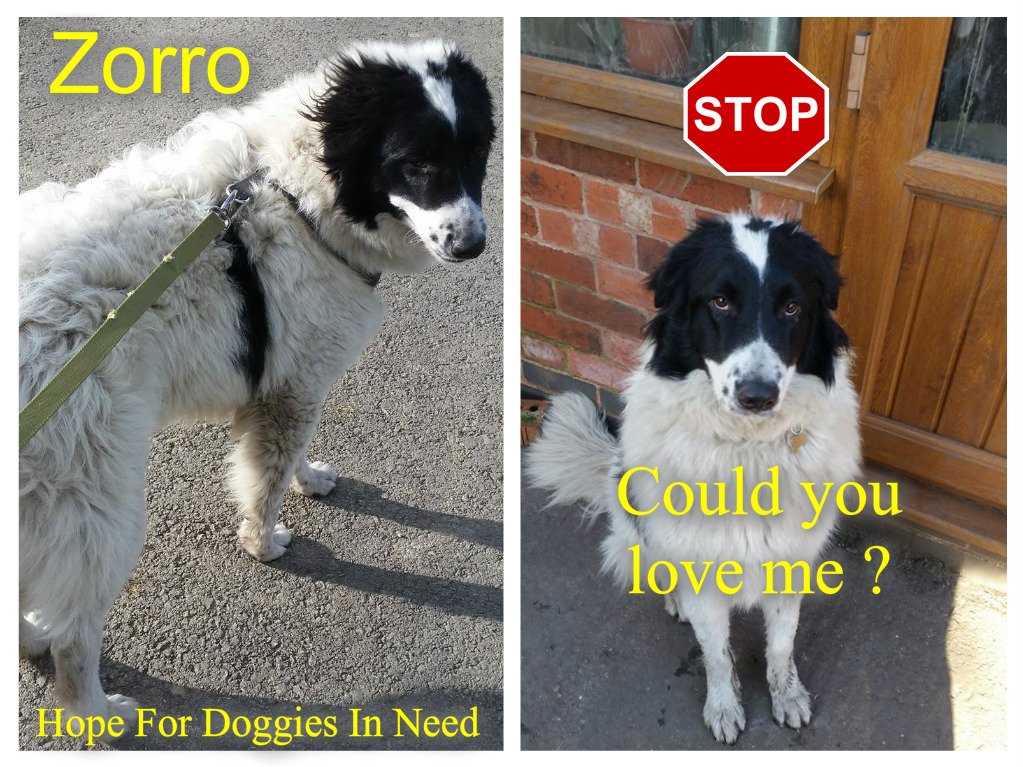 This is what I like but I'd like a #Forverhome to take me out every day so i'm a settled boy info @DonnaBeswick