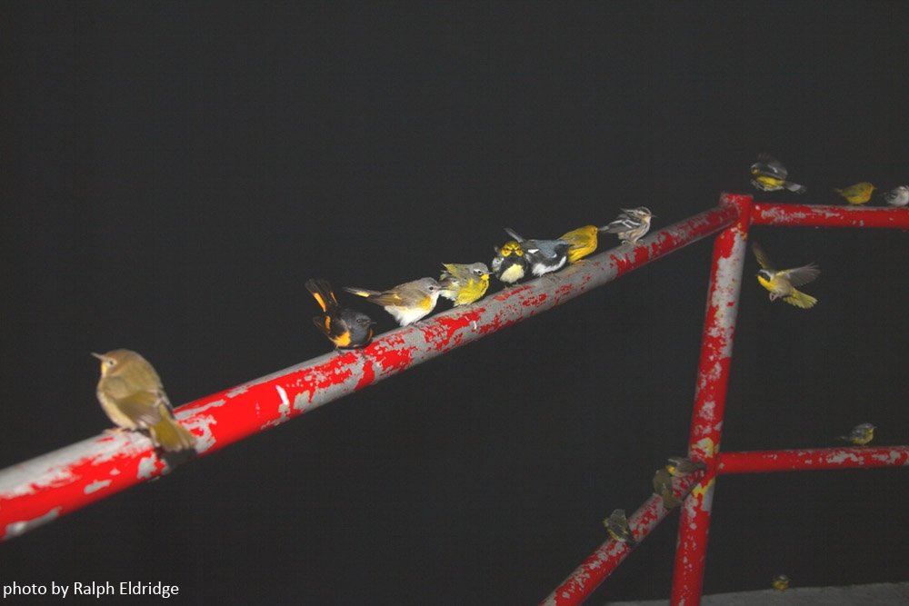 _BTO's tweet image. Amazing description of migrant "falls" by a Canadian lighthouse keeper bit.ly/23wRQPt via @naturalistsnote