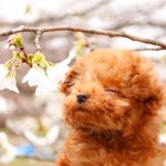 愛犬をつれてお花見♪写真を撮ると時はプロの顔をするワンちゃんが可愛すぎると話題に!