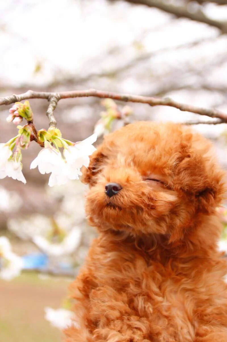 愛犬をつれてお花見♪写真を撮ると時はプロの顔をするワンちゃんが可愛すぎると話題にｗｗｗ