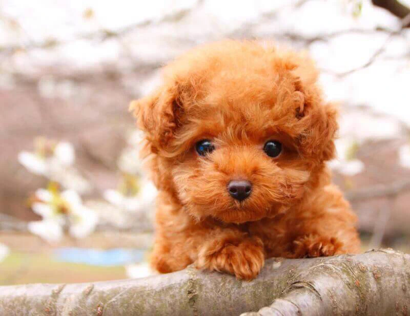 愛犬をつれてお花見♪写真を撮ると時はプロの顔をするワンちゃんが可愛すぎると話題にｗｗｗ