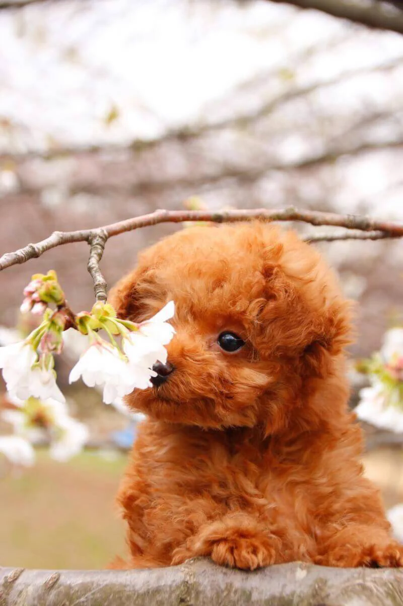 愛犬をつれてお花見♪写真を撮ると時はプロの顔をするワンちゃんが可愛すぎると話題にｗｗｗ