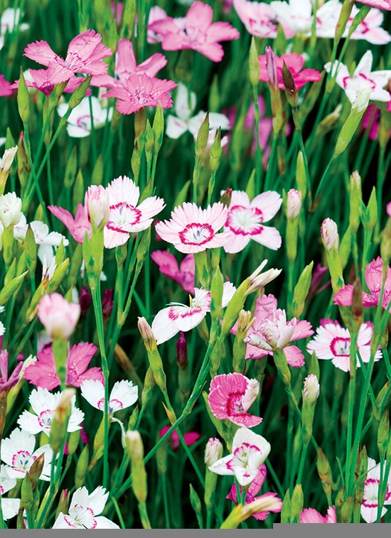 CDNGardening's tweet photo. Discover our 12 favourite #seed-sown beauties that offer #flowers their first year out https://t.co/cTOsIDKW12 https://t.co/IbF9YBtJkR