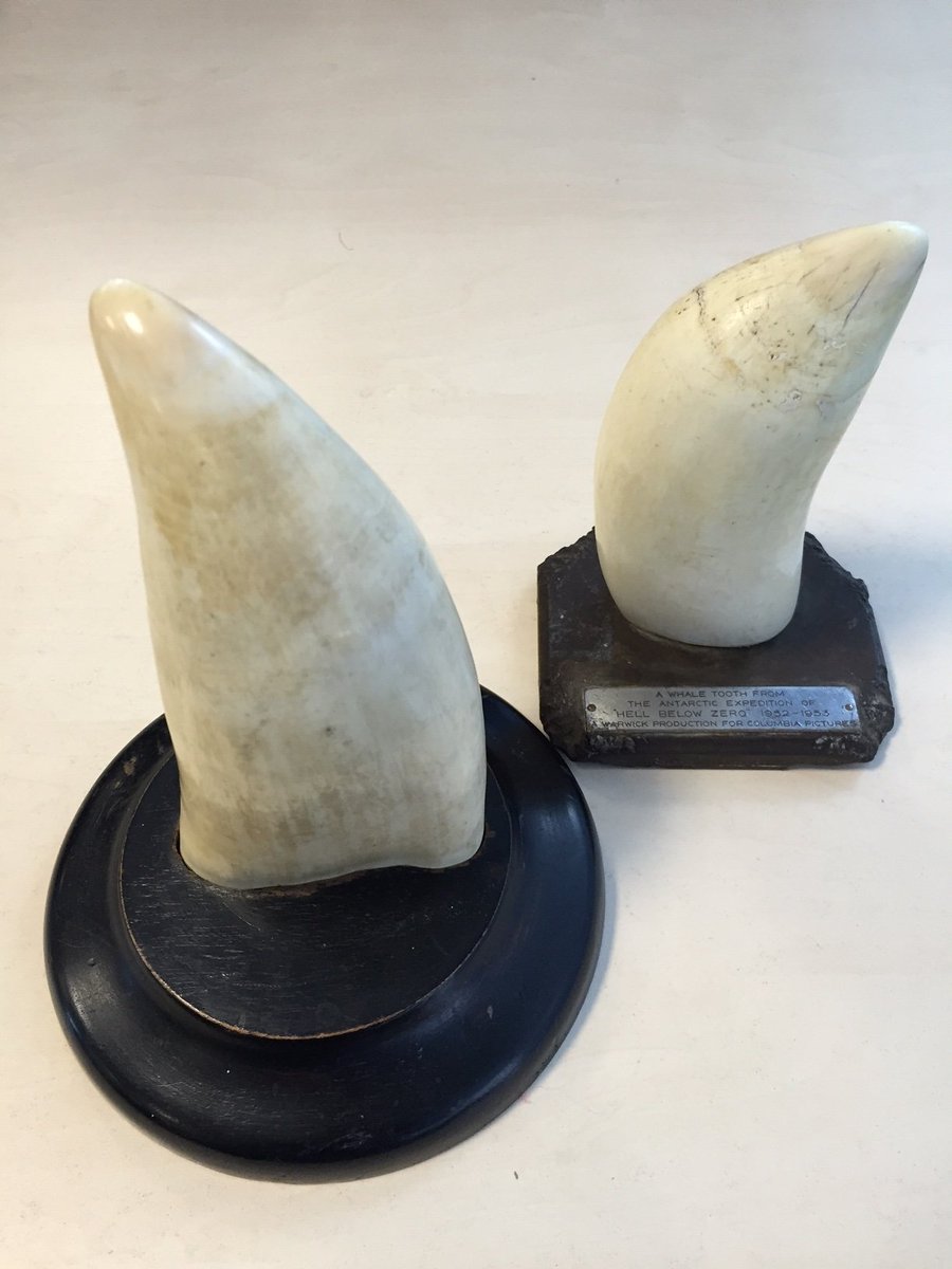 Man cautioned for trying to sell endangered whale teeth | London - ITV News