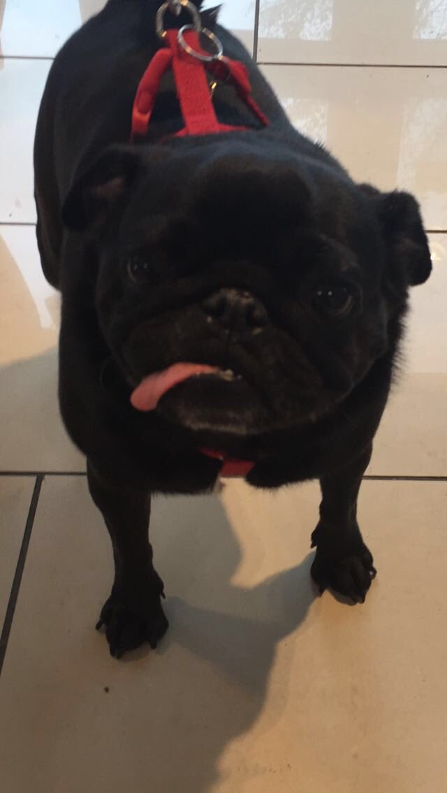 TopDrawerShleep's tweet photo. Morning , look at our first customer this morning , he purchased a silk pillow case for his little bed #trendy #pug https://t.co/SB9EZvrw6g