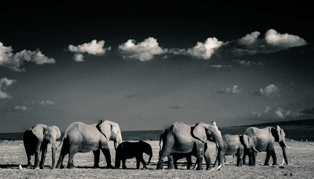 louisa1000's tweet photo. NO ONE in the world needs an elephant tusk except an elephant.
#worthmorealive #StopIvoryTrade
Photo @laurentbaheux https://t.co/qzklGRr6QU