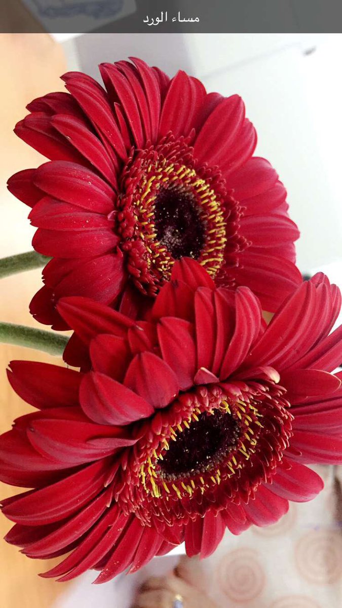 Game203's tweet image. 