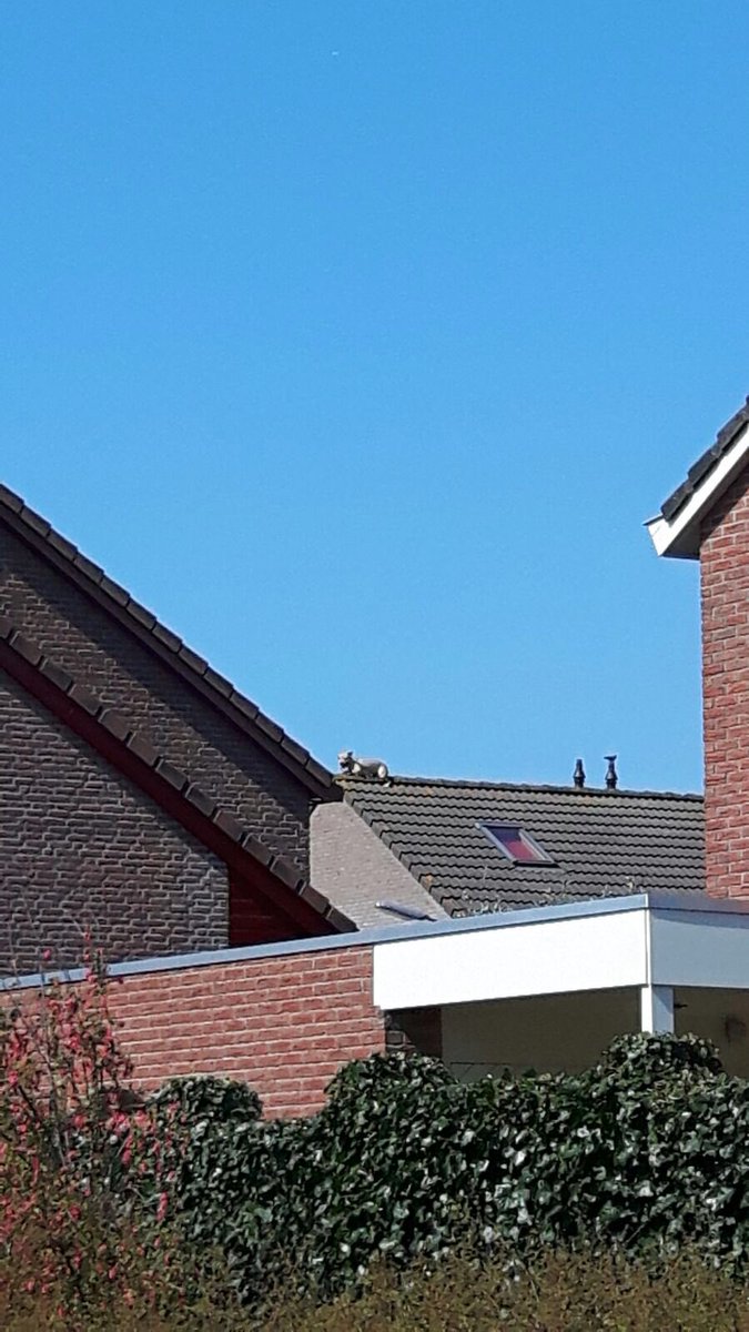 Hond op dak Kooltuinen... Politie aanrijdend...