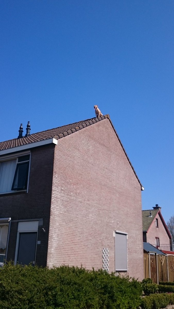 heturkerland's tweet photo. #nou Brandweer rukt uit voor deze hond: hij zit op het dak van een woning aan de Kooltuinen https://t.co/AJ8DHYFo2d
