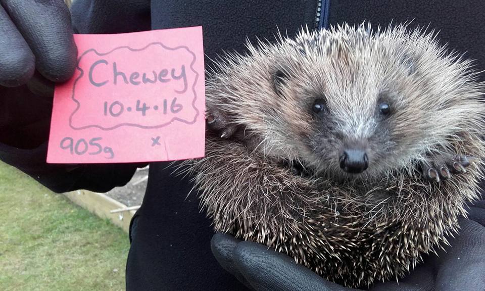 littlesilverhog's tweet photo. Chewey was released back to the wild last night. Came in as thin juvenile full of roundworm. Now look at him! https://t.co/JlVXel0vZU