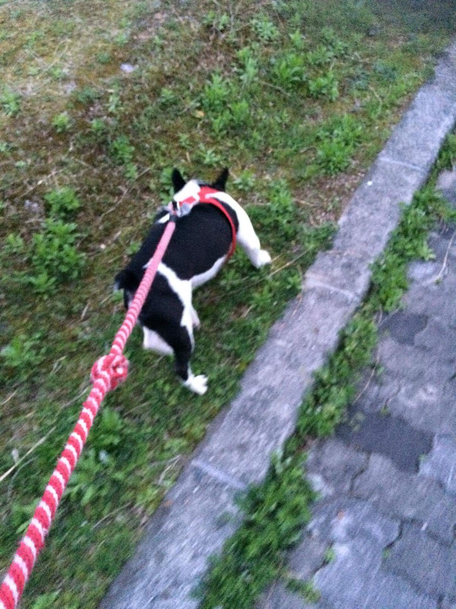 峰政 裕一郎 Pa Twitter 犬の散歩をやってわかったかと ポイ捨てやめてほしい レジ袋 タバコ ガムの紙 ライター 捨てやすいものほど犬が食べやすい お腹に詰まると手術 犬の糞はマナーで持ち帰るから 人間様もゴミは持ち帰ってほしい T Co