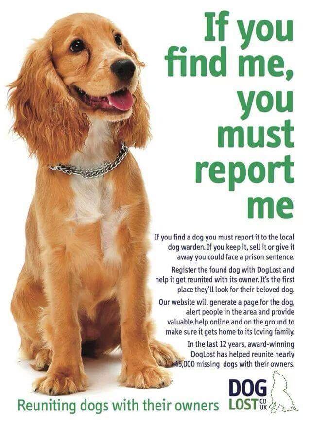 pettheftaware's tweet image. Pls RT this info to help reunite dogs with their owners
'If you find me, you must report me'
doglost.co.uk