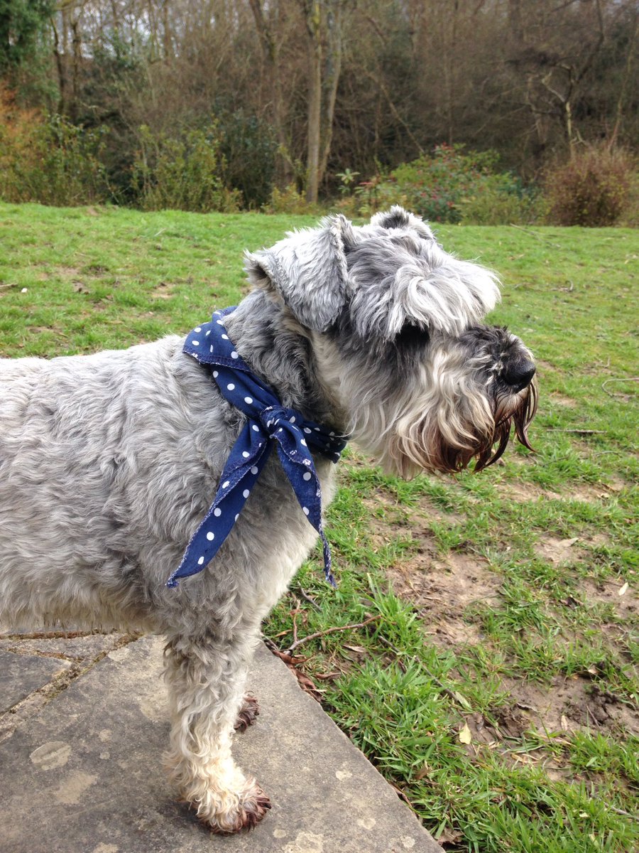 schnauzergeorge's tweet photo. I donned my smart neckerchief to welcome @joolspayne this w/e #missyoualready https://t.co/2RGtr54Xpm