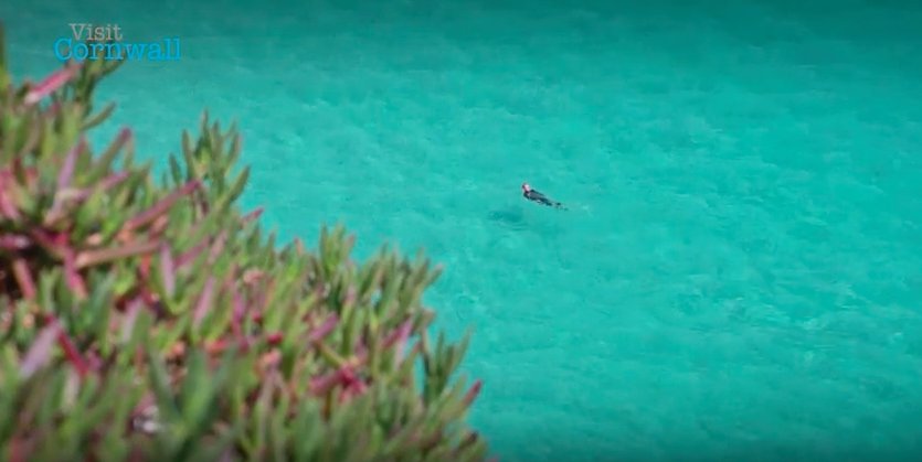 ILoveCornwallUK's tweet photo. Watch: Watersports to try in #Cornwall! With thanks to professional surfer @luke_dillon7 https://t.co/YiTzCSW55P https://t.co/SxhP4zFD2U