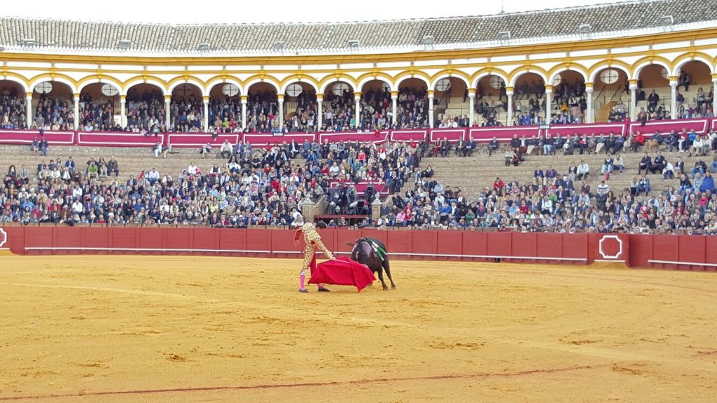 ElPaggyh's tweet photo. Daniel Luque en la tarde de hoy. https://t.co/dOGiEfZm5g