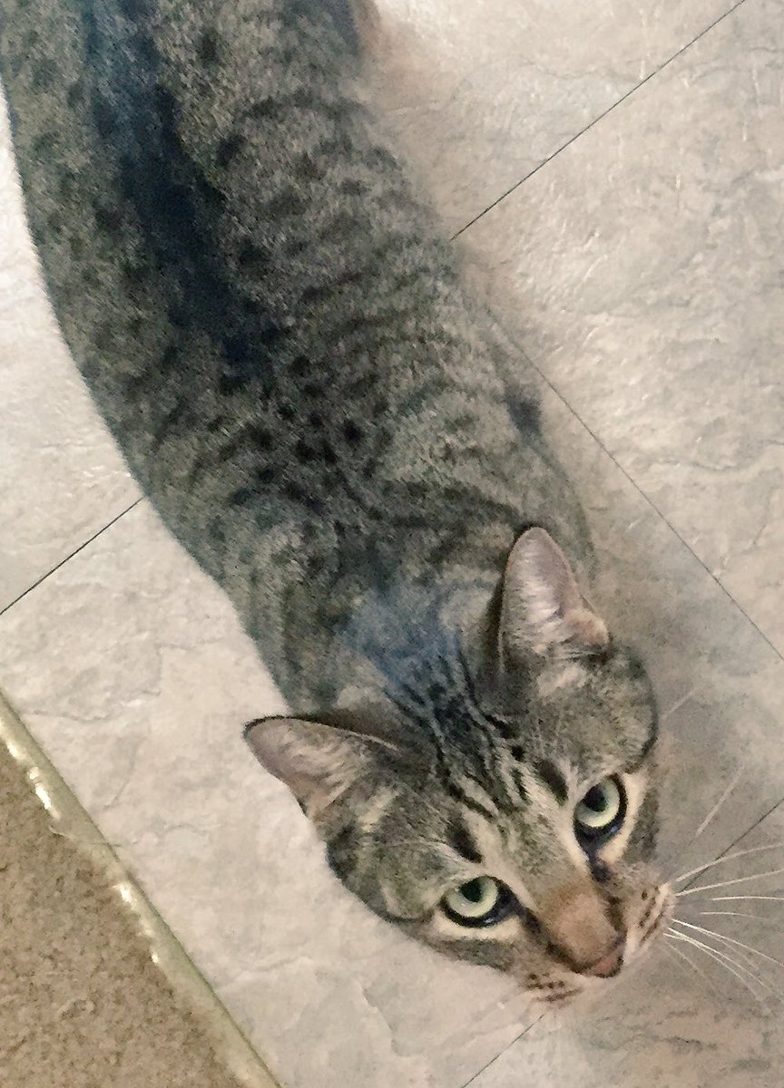 AFielder92's tweet image. Needing lots of good vibes and prayers for my sweet kitty #prayers #CatsOfTwitter #goodvibes