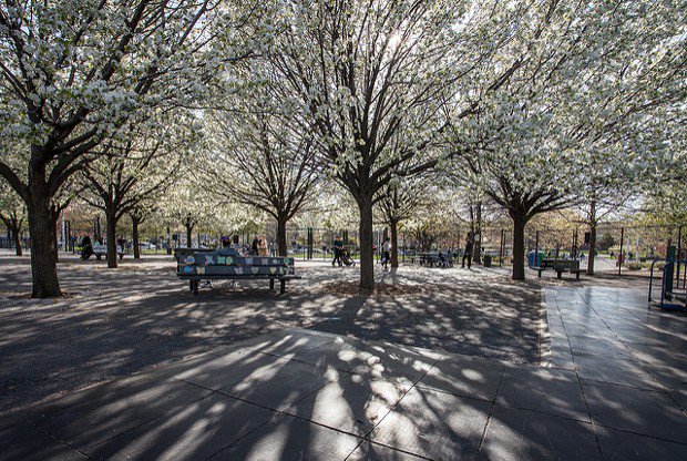 CityLab's tweet image. Life is hard for urban trees, but there's a lot that humans can do to help them out trib.al/J8CXRmO