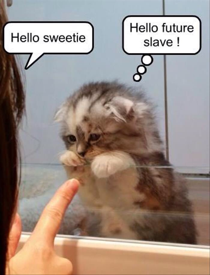 DogsForLife5's tweet image. 