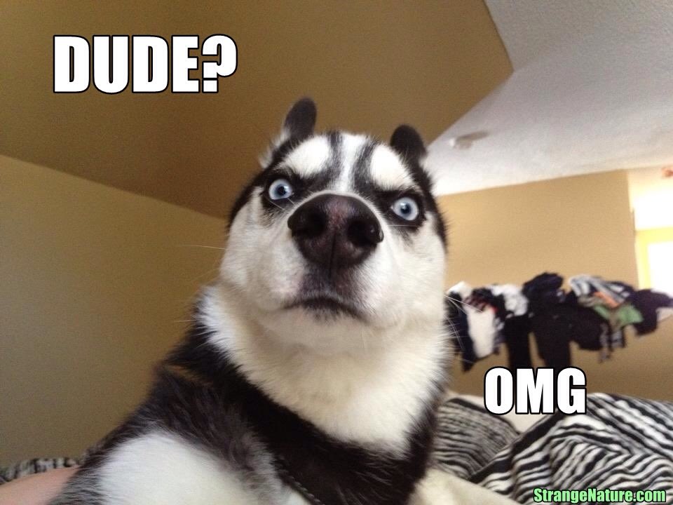 DogsForLife5's tweet image. When you and ur best friend say the same thing at the same time