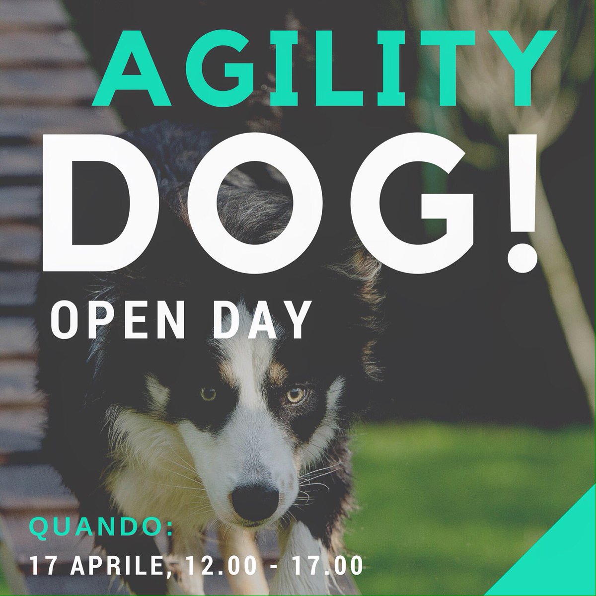 DogTrainingTeam's tweet photo. Domenica 17 #openday di #agilitydog! Dalle 12.00 prova percorso insieme alla nostra istruttrice. #como #dogs https://t.co/HVeNDM51kp