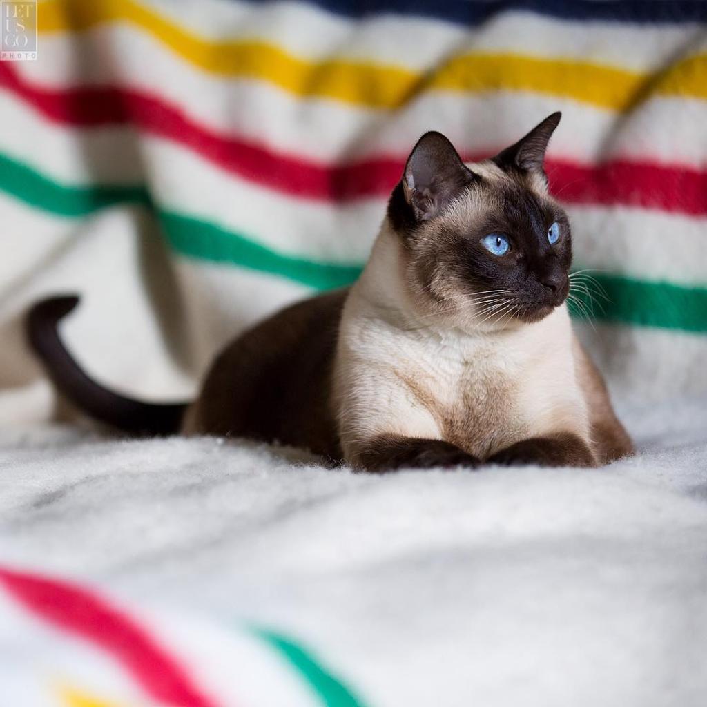 hudsonsbay's tweet photo. A house is not a home without a pet (or a stripe blanket) #NationalPetDay Photo via @letusgophoto https://t.co/s6Plh3y5d2