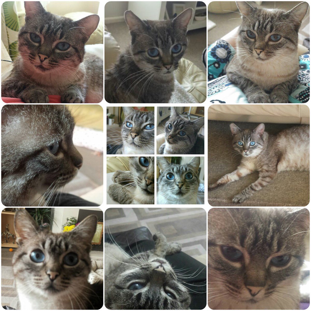 samsons_story's tweet photo. Happy @NationalPetDay from me!!!
#fivpositiveisnotanegative #rescuecat #ckd #positivelyadoptable https://t.co/fUNDURNgJi