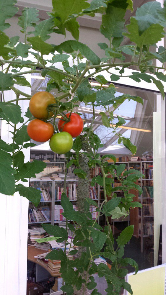 Mūsu bibliotēkā izaudzis skaists brīnums. Drīz nogaršosim pirmo ražu!