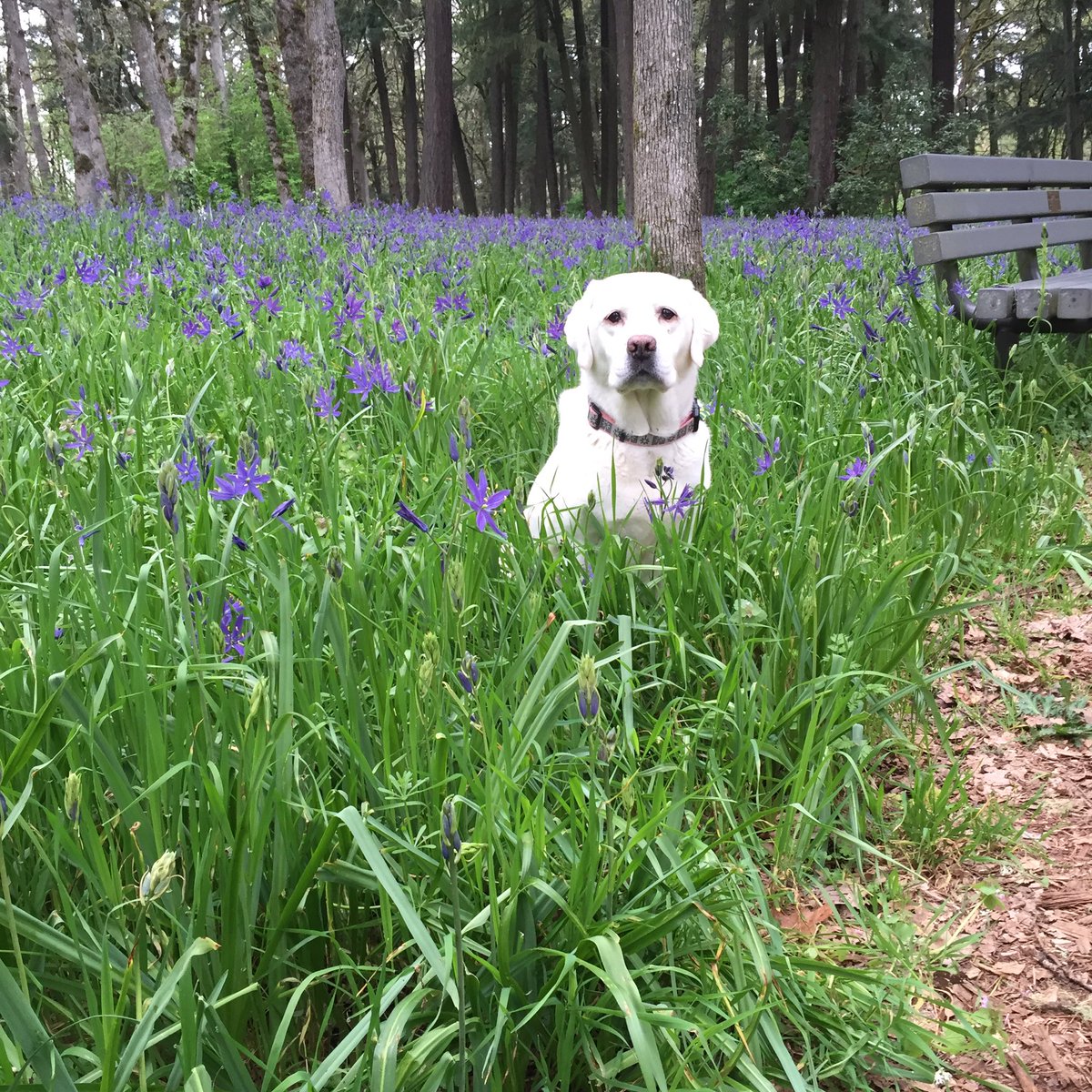 7trekky's tweet image. Our perfect companions never have fewer than four feet....❤️🐾 #NationalPetDay