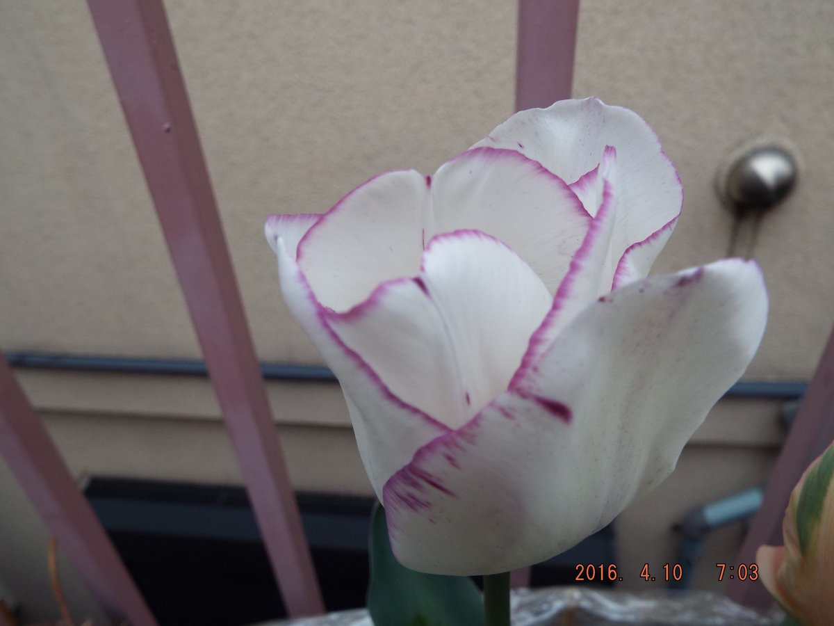 raikatu08's tweet photo. 四種類のチューリップの花 https://t.co/jSCz3JHfeR