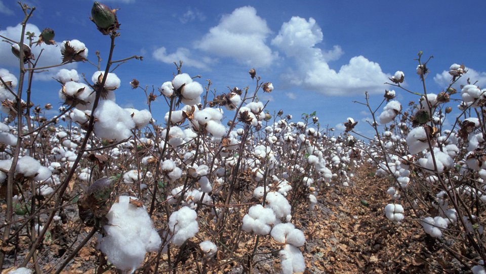 LILLIKA_EDEN's tweet photo. Biomode - was soll das?! https://t.co/E564O3YwqA #Blog #grüneMode #greenfashion #ecofashion #biomode https://t.co/x1FEYXNjT5