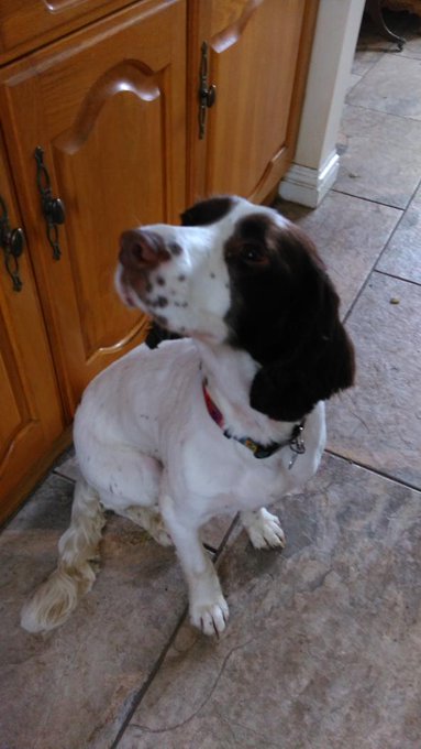 Bailey has arrived! She is my 8th foster dog https://t.co/E7augd06m5<a href="/tag/adultwork"class="tags"><span>#adultwork</span></a>