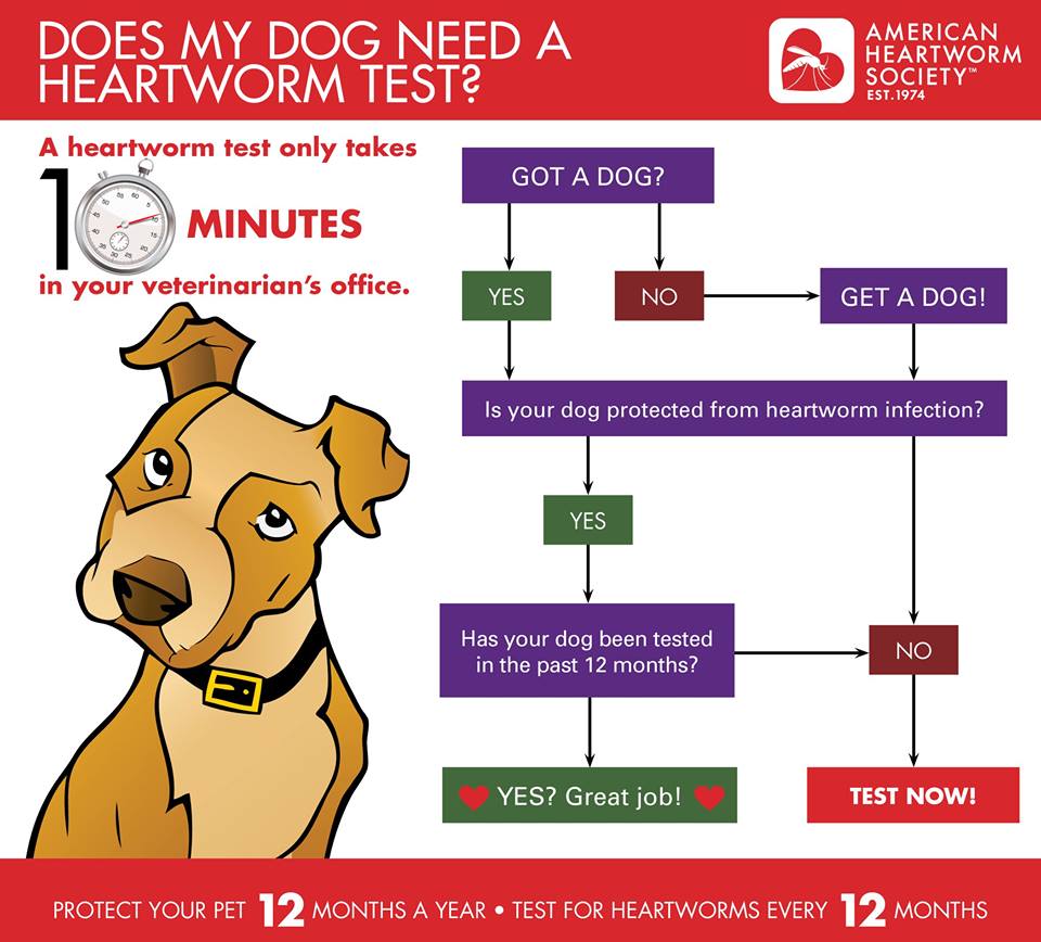 IDEXX's tweet photo. Remind your clients to test annually and protect year-round. #HeartwormAwarenessMonth #NationalPetDay https://t.co/J2LE00Zea5
