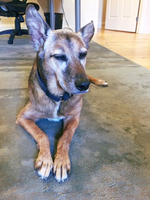 GoodWorkNOLA's tweet photo. Happy #NationalPetDay to our office pup, Comus! (He's still working on opening his eyes in pics) 🐺 https://t.co/EWLsF1GQCY