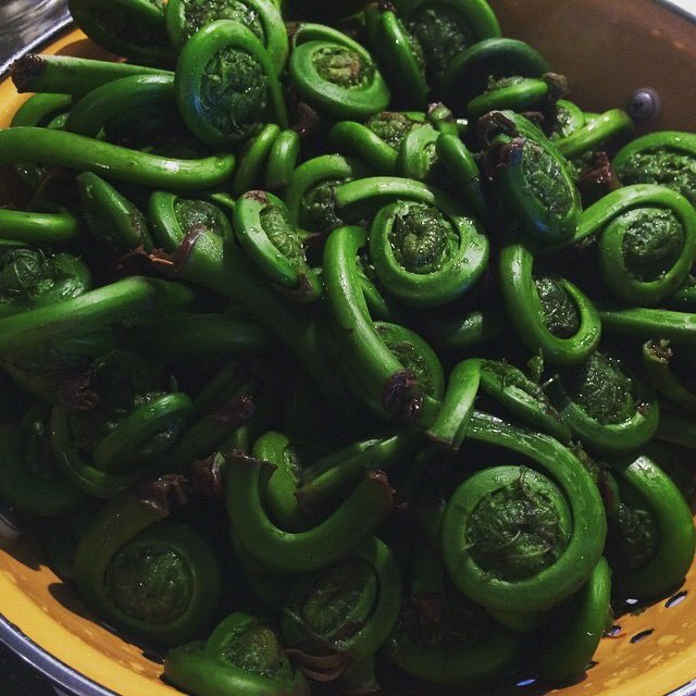 WildRoseBaking's tweet photo. one year ago I was testing recipes for my #wedding ! these fiddleheads went into our salad - yummy! https://t.co/B1Rh0jWTXT