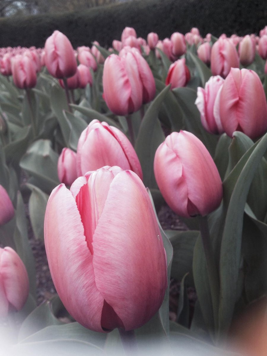 AShionnaigh's tweet photo. #AnoisTeachtAnEarraigh #Tiúilip #Tulip @CentralParkNYC #PalestPink #beautyofnature https://t.co/EvrOmbDtjt