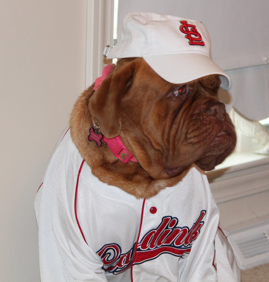 CornwallSolves's tweet photo. Ready for opening day #OpeningDaySTL https://t.co/off7ezshY7