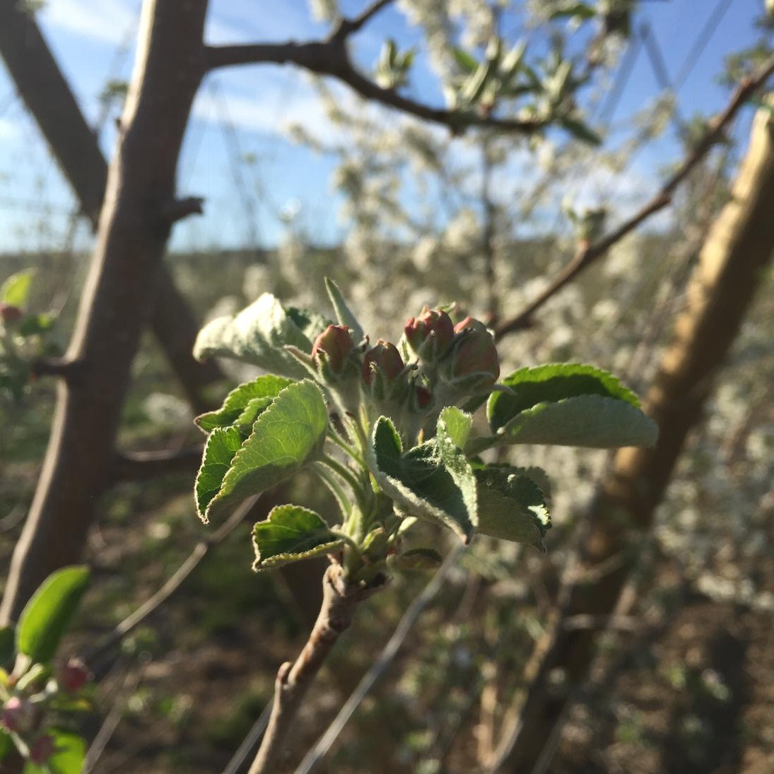 A nice shot of the early bloom in Yakima.