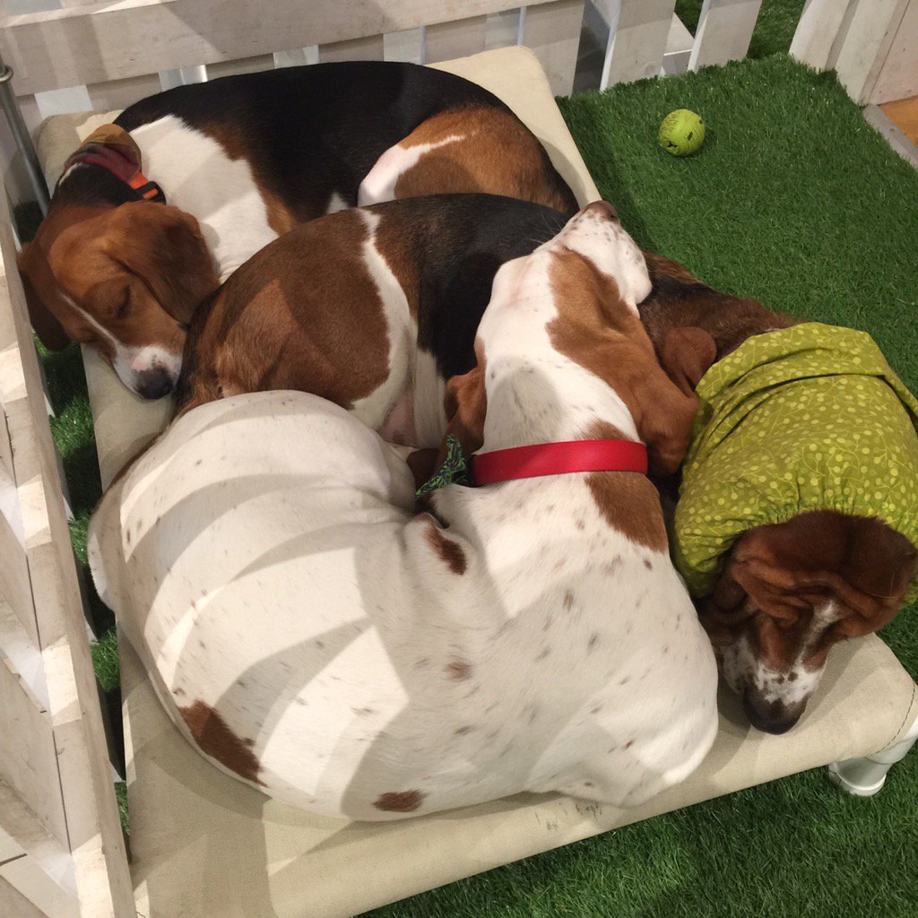 WeLoveKidsNDogs's tweet photo. Buddies! #lovelansing #dogstore #MeridianMall https://t.co/pk2qsudl5C