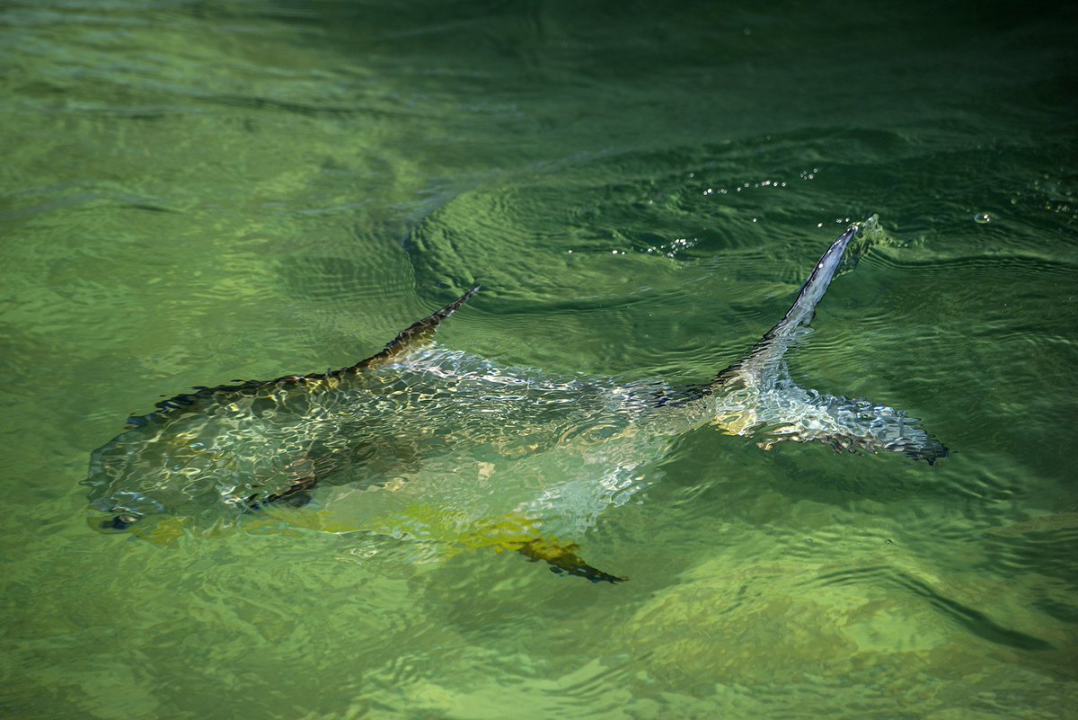 TrueFliesllc's tweet photo. Upper Keys permit release from our friends at Saltwater Experience. #lifeoffthechart https://t.co/d33yFYVAHt