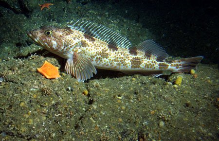 hawaiifitz's tweet image. Hi there. I'm a #lingcod. I'm delicious. I'm also a great #fisheries recovery story. #chefsummit16 #EatTheseFish