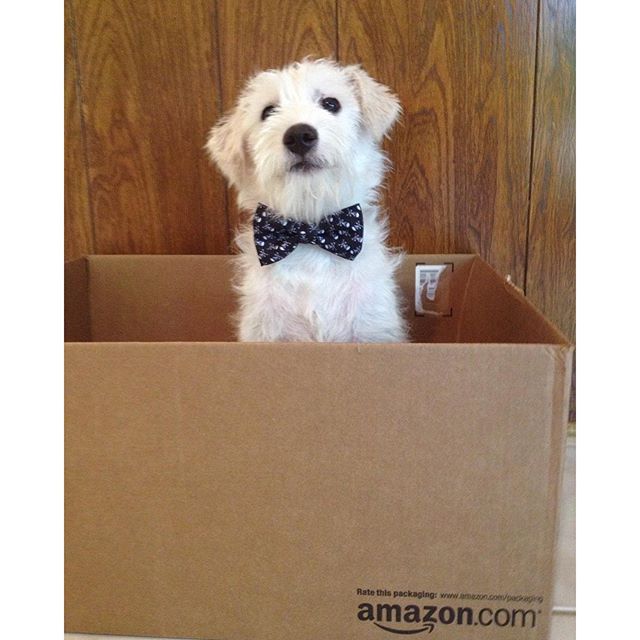 amazon's tweet image. It's a big day. Dress the part. Happy #NationalPetDay! #PrimePet