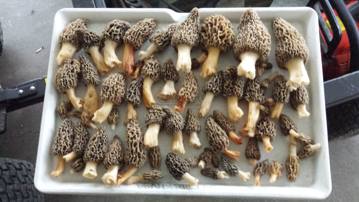 vondy_blake's tweet image. Still not turkey season but I'll takes these any day... #hidenseek #morels