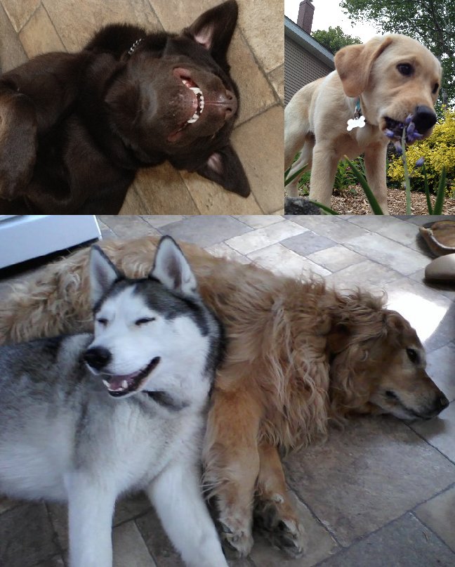 Saucy__Posse's tweet image. #NationalPetDay  #DogsofBopo #bopo9 @boposkinny @BoPoDogs @BoPoPartyPit