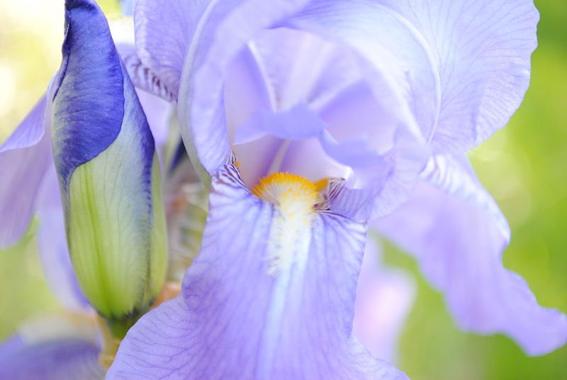 The soft blue of #Iris Jane Phillips, one of the best #scented bearded Irises.Perfect for a well drained sunny spot.