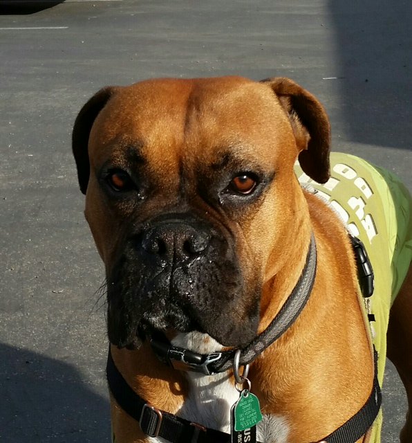 CCSMsTalcott's tweet photo. @K12Learn #K12pets https://t.co/5yWfwVgQmw